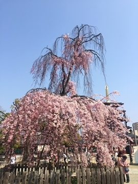 cherryblossom2018.jpeg