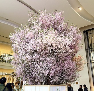 sakura.jpg