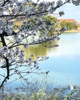 2025cherryblossom11.jpg