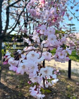 2025cherryblossom12.jpg
