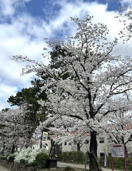 2025cherryblossom3.jpg