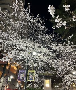 2025cherryblossom4.jpg