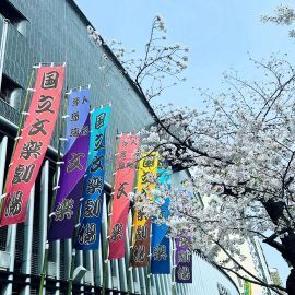 2025cherryblossom5.jpg