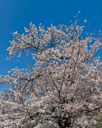 2025cherryblossom6.jpg