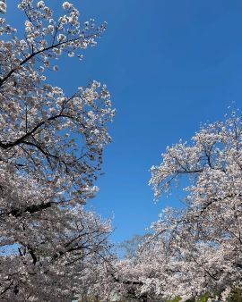 2025cherryblossom7.jpg