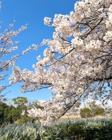 2025cherryblossom8.jpg