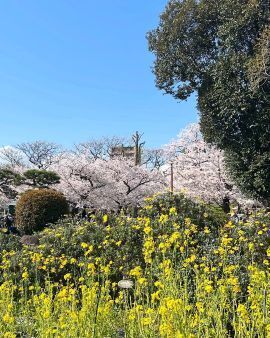2025cherryblossom9.jpg