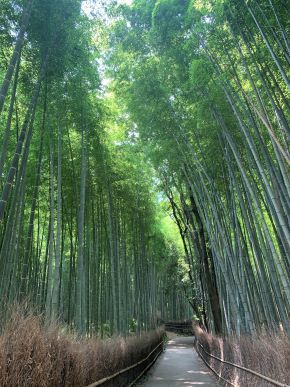 arashiyama3.jpeg