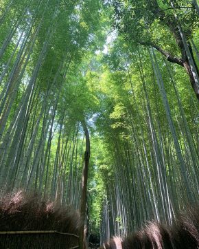 arashiyama4.jpeg