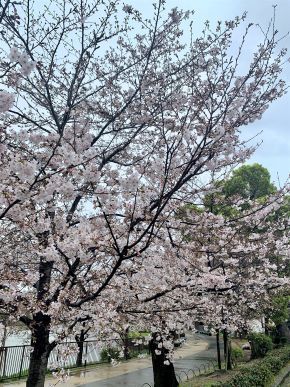 cherryblossom20200401.jpeg
