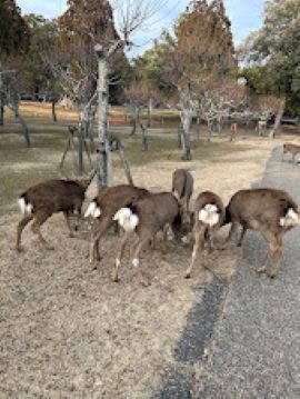 deer1.jpg