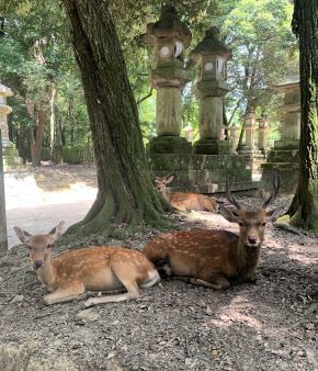 deer2.jpeg