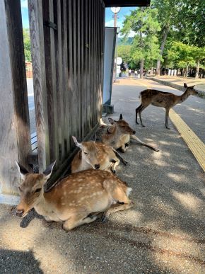 deer3.jpeg
