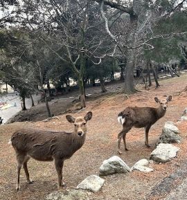deer3.jpg