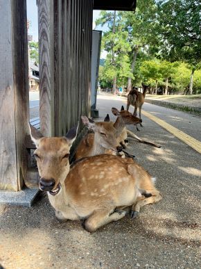deer4.jpeg