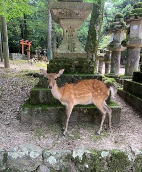 deer5.jpeg