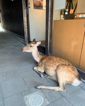 deer6.jpeg