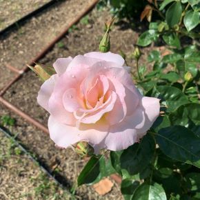 rosegarden1.jpeg