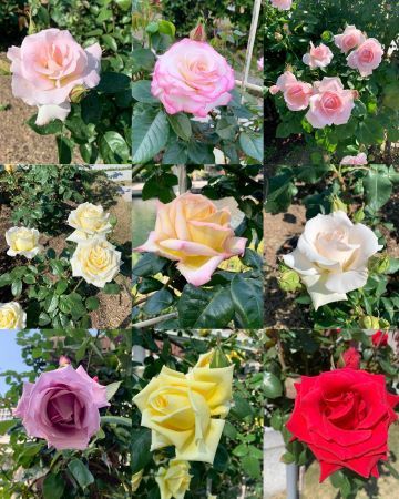 rosegarden6.jpeg