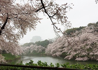 sakura1.jpg