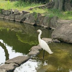 sumiyoshipark4.jpeg